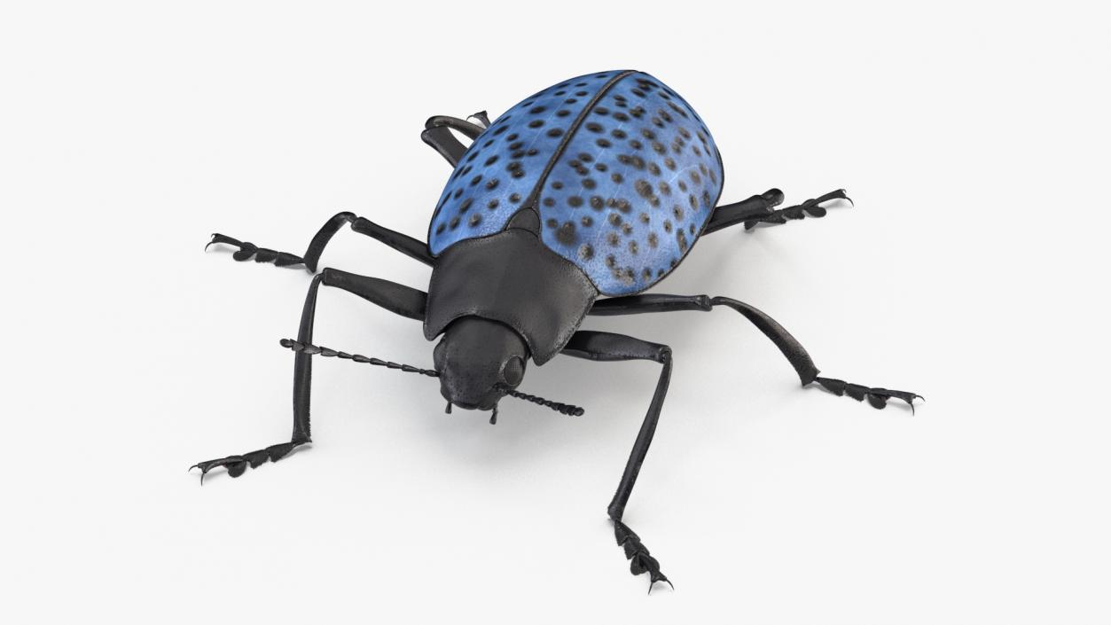 3D Blue Fungus Beetle Insect Fur Rigged