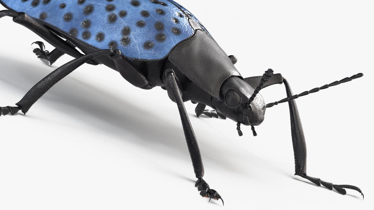 3D Blue Fungus Beetle Insect Fur Rigged