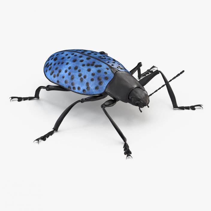 3D Blue Fungus Beetle Insect Fur Rigged