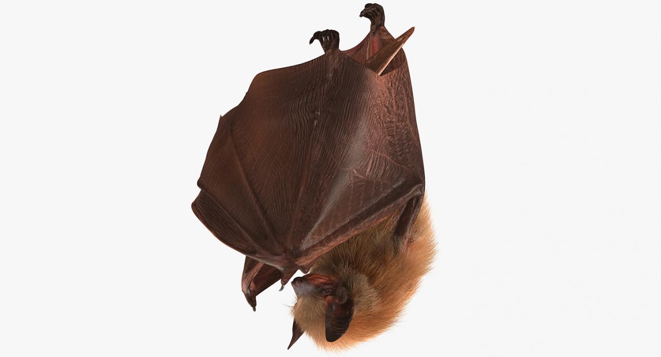 3D model Hanging Bat with Fur