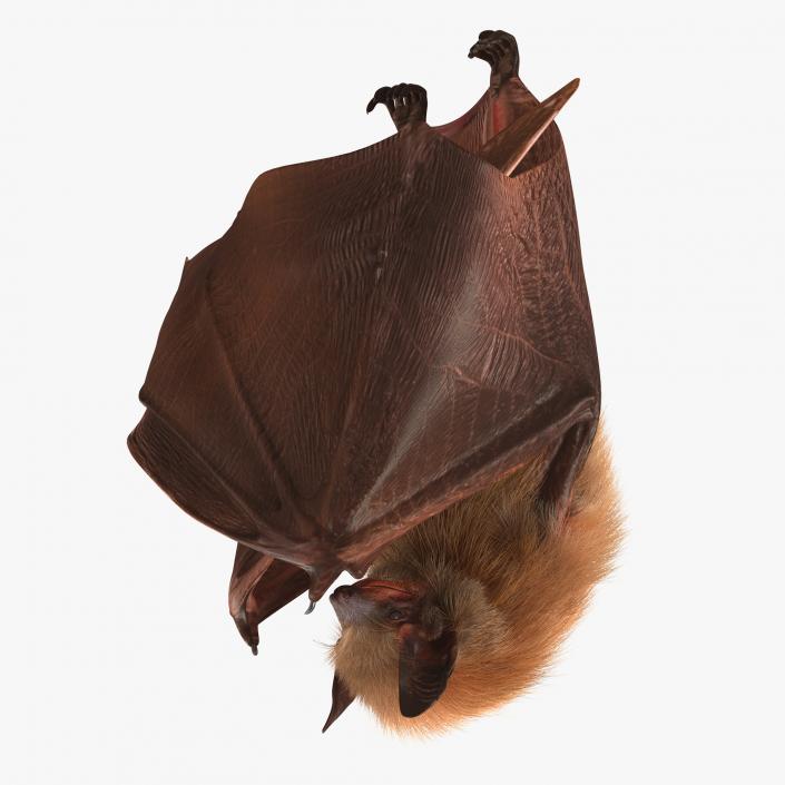 3D model Hanging Bat with Fur