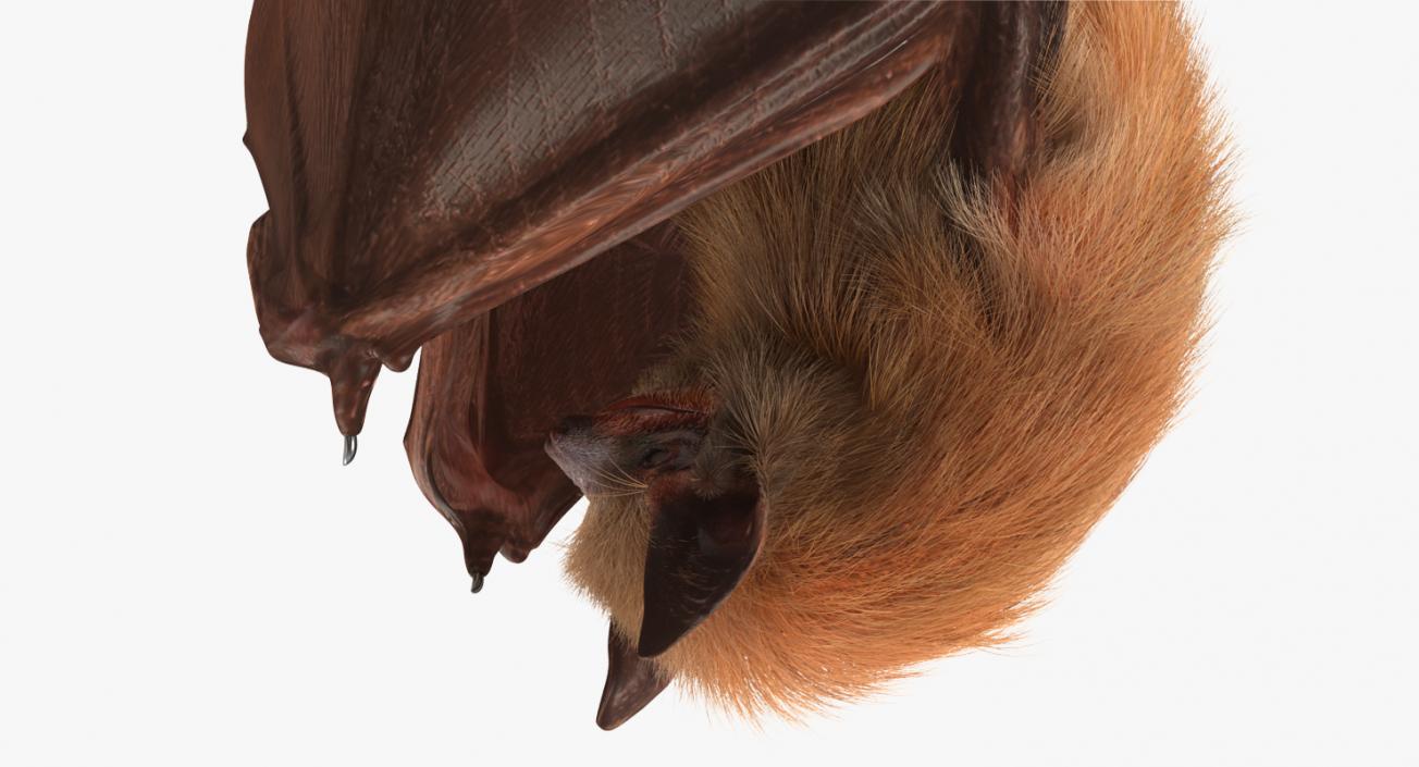 3D model Hanging Bat with Fur