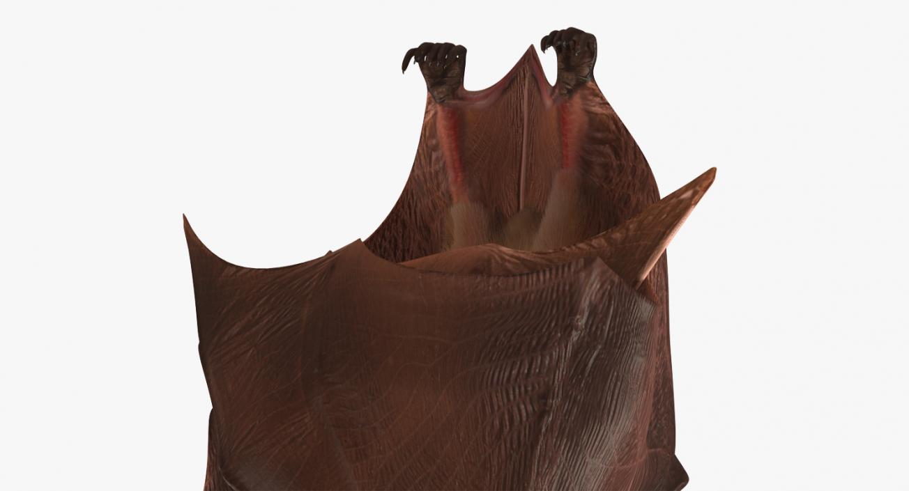 3D model Hanging Bat with Fur