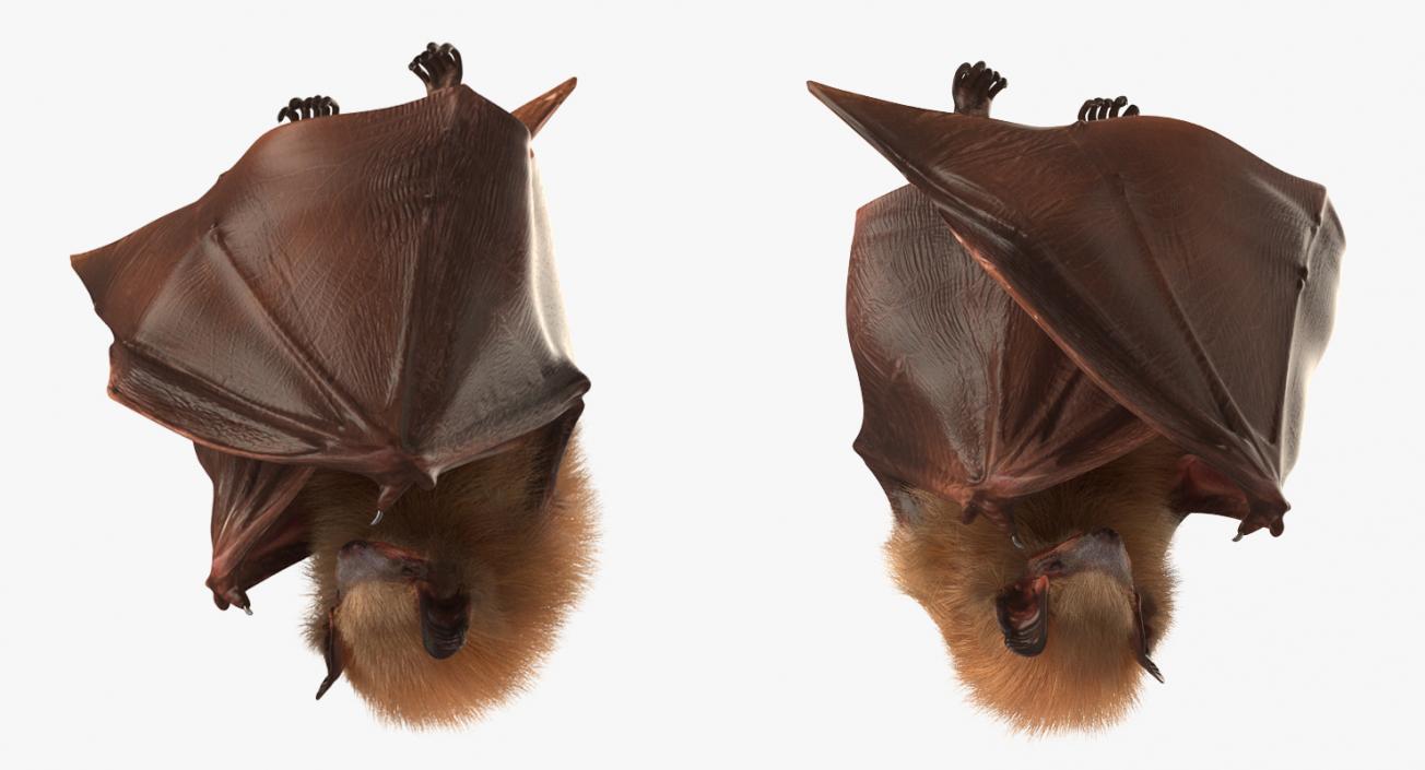 3D model Hanging Bat with Fur