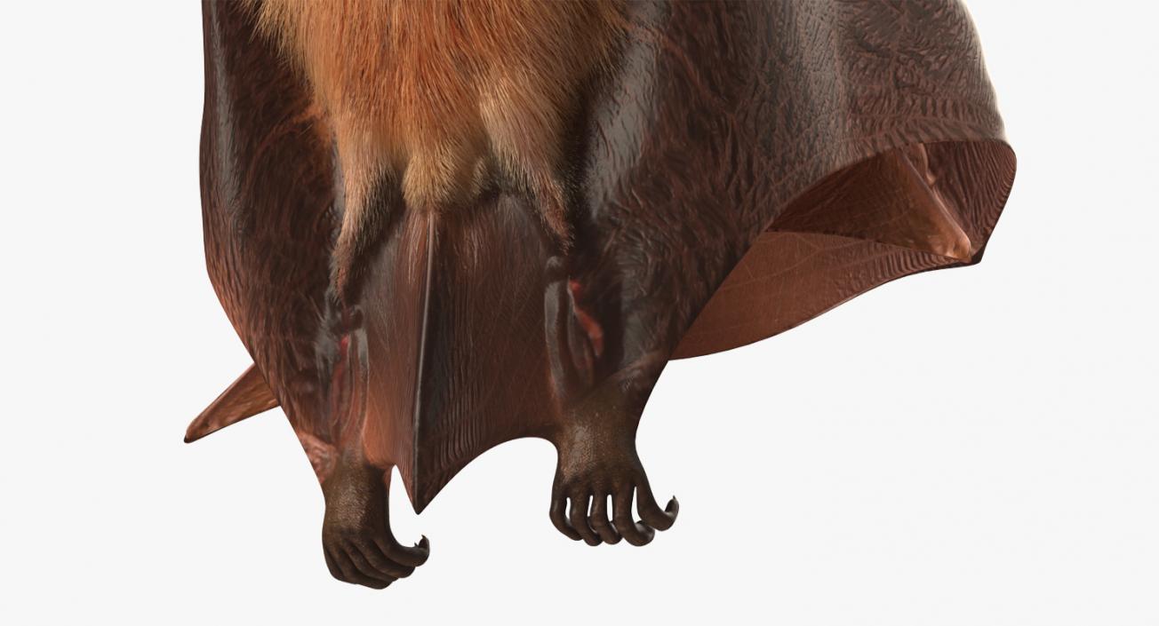 3D model Hanging Bat with Fur