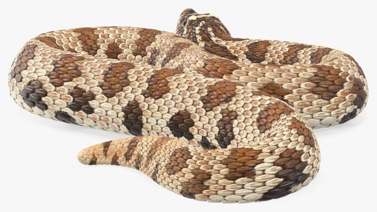 3D Brown Hognose Snake Attack Pose