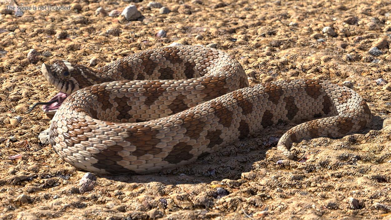 3D Brown Hognose Snake Attack Pose