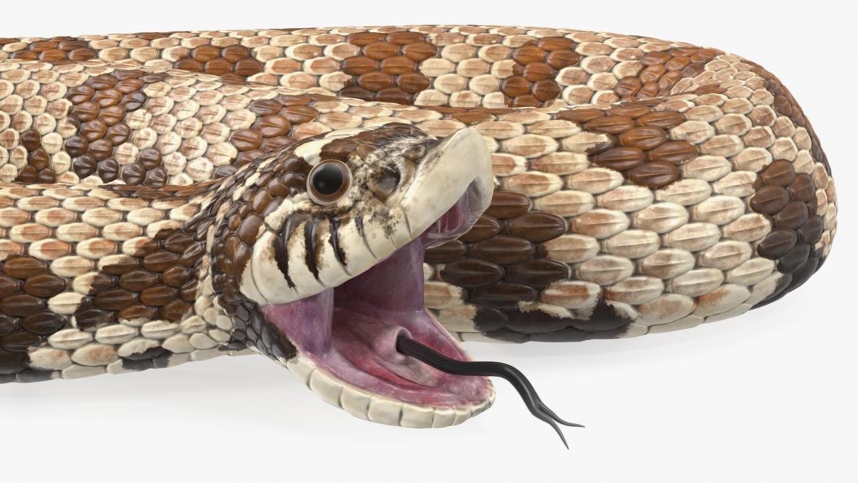 3D Brown Hognose Snake Attack Pose