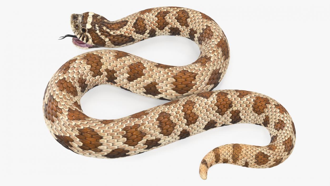 3D Brown Hognose Snake Attack Pose