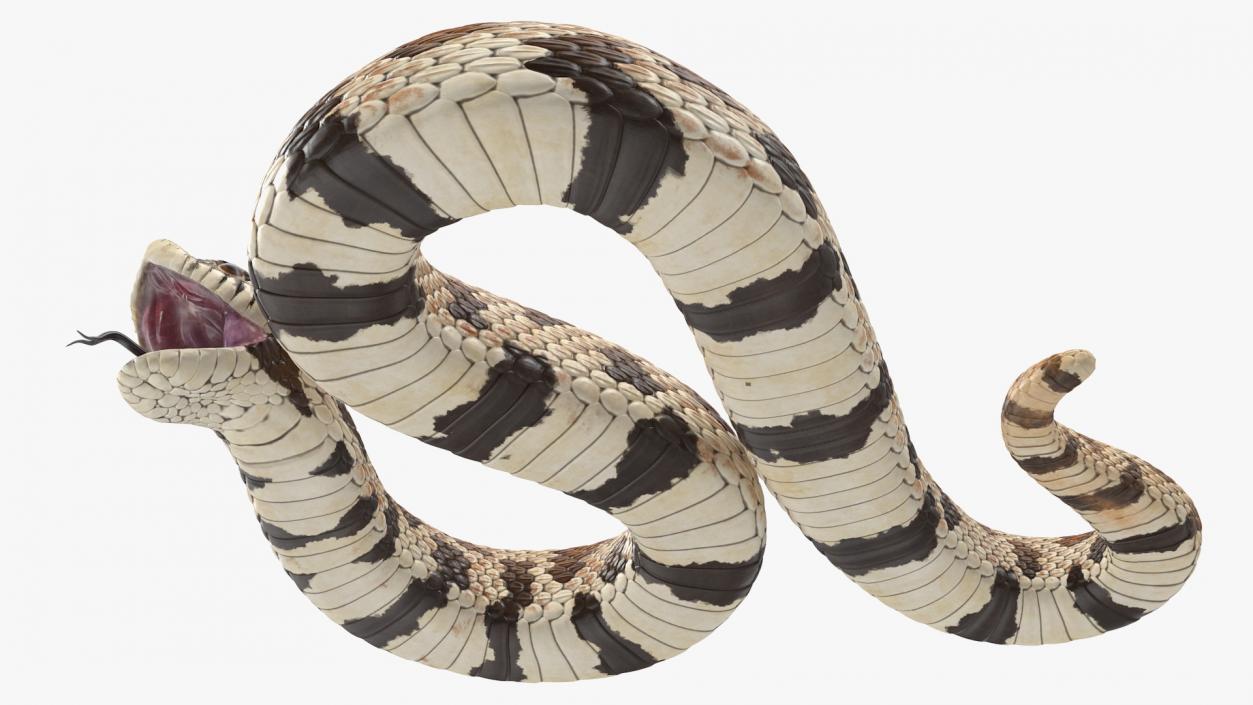 3D Brown Hognose Snake Attack Pose