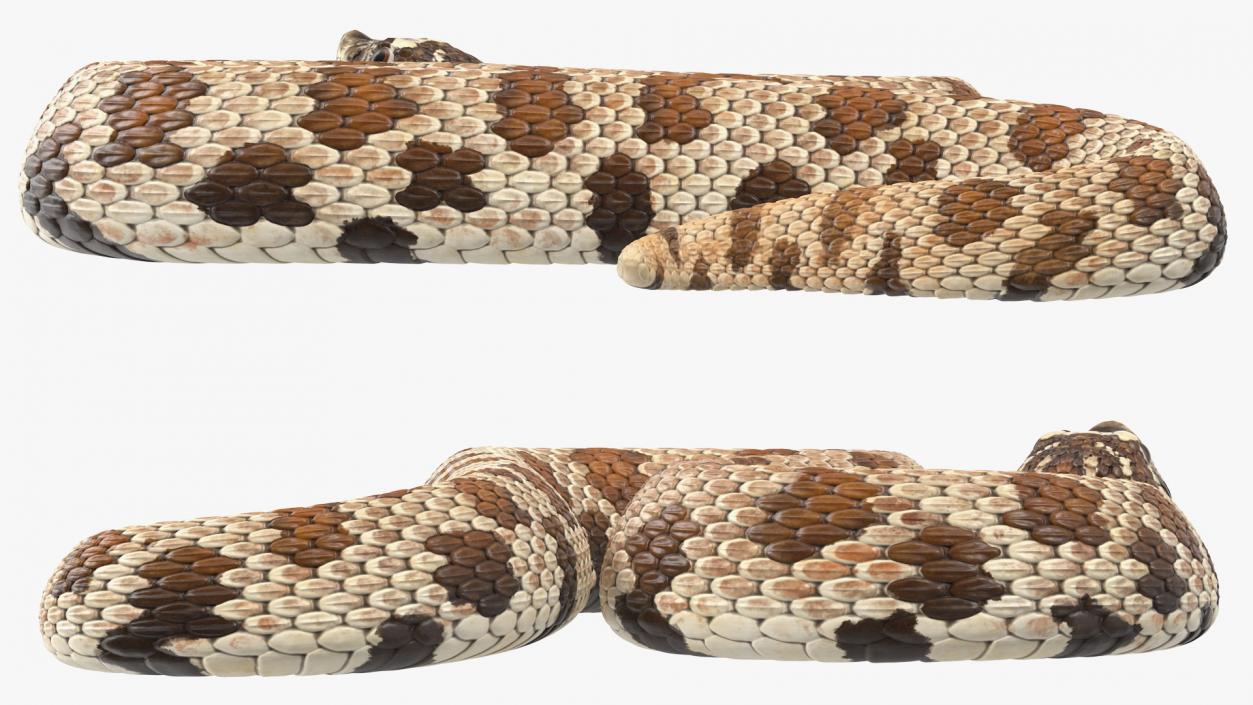 3D Brown Hognose Snake Attack Pose