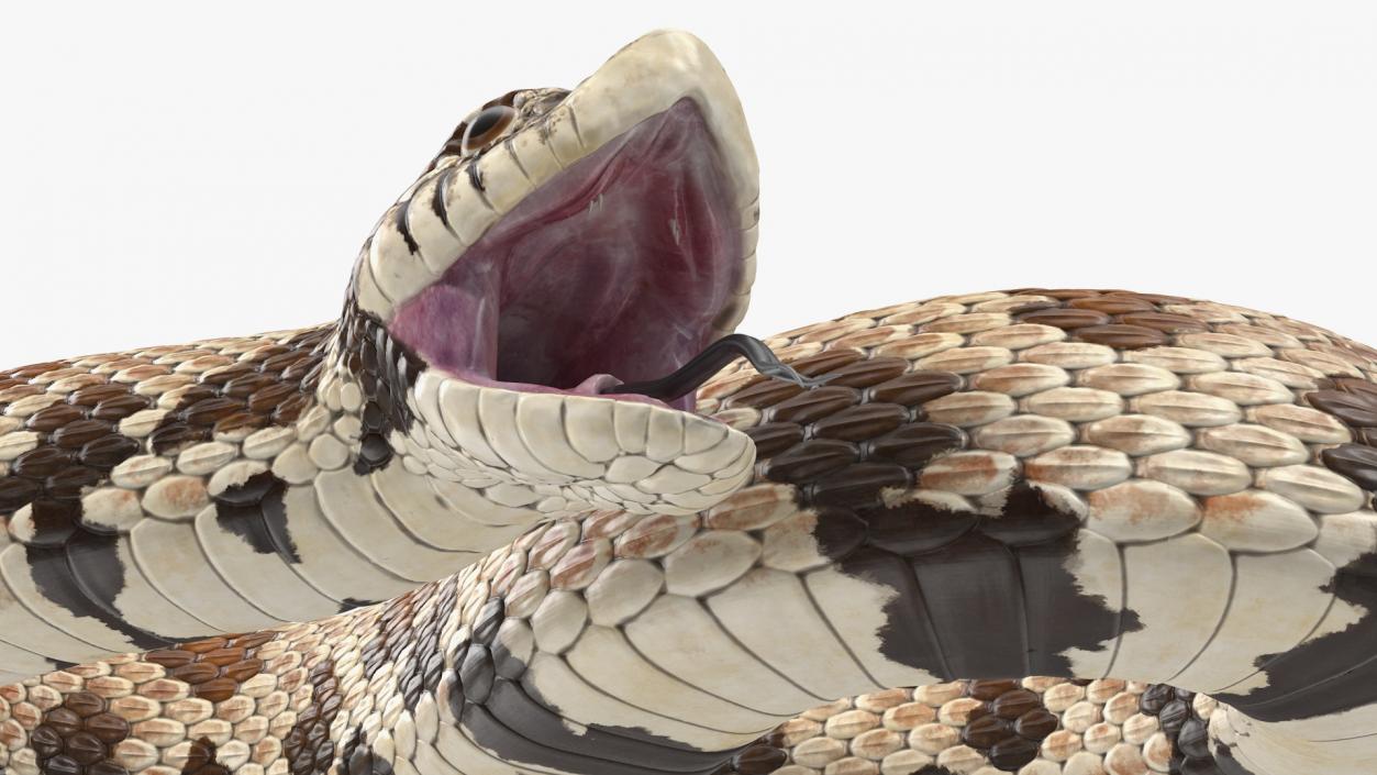 3D Brown Hognose Snake Attack Pose