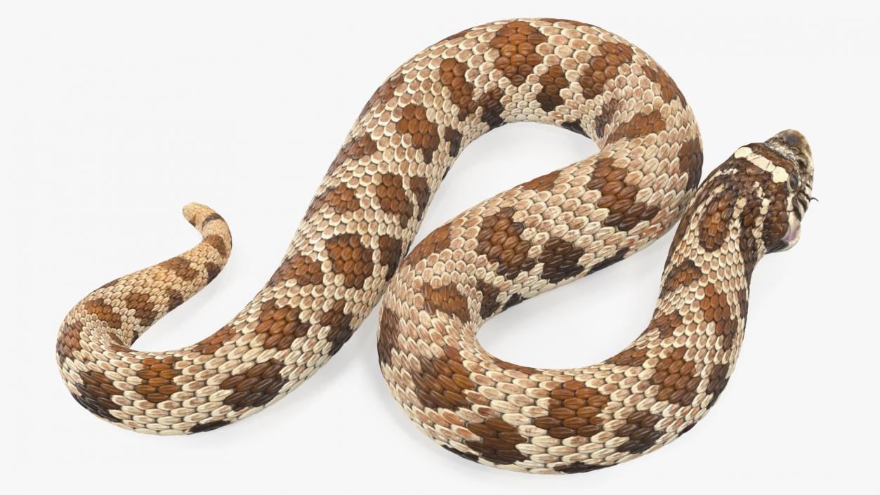 3D Brown Hognose Snake Attack Pose