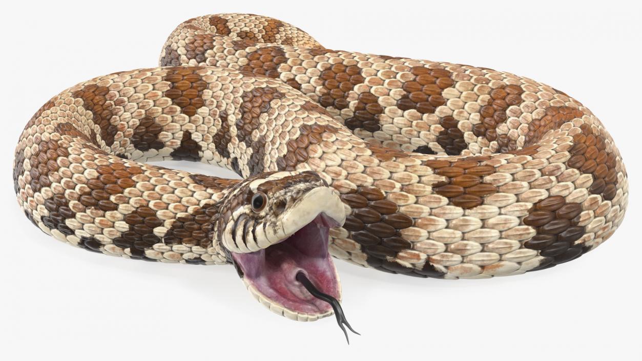 3D Brown Hognose Snake Attack Pose