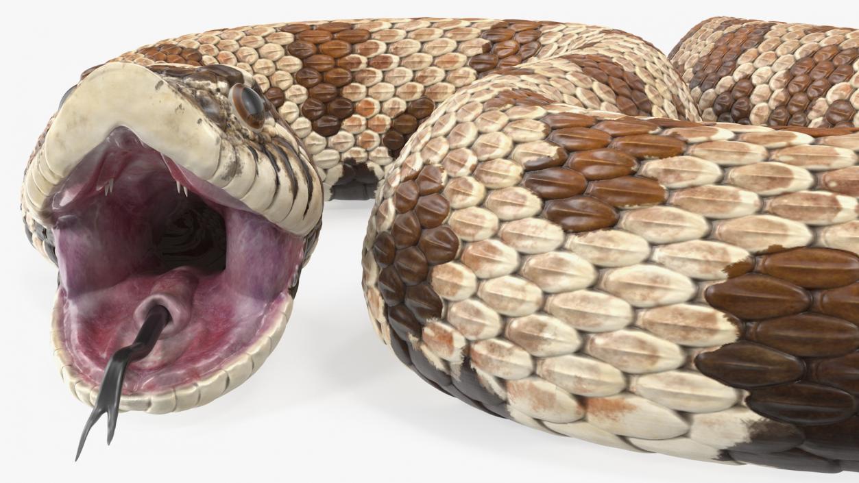 3D Brown Hognose Snake Attack Pose