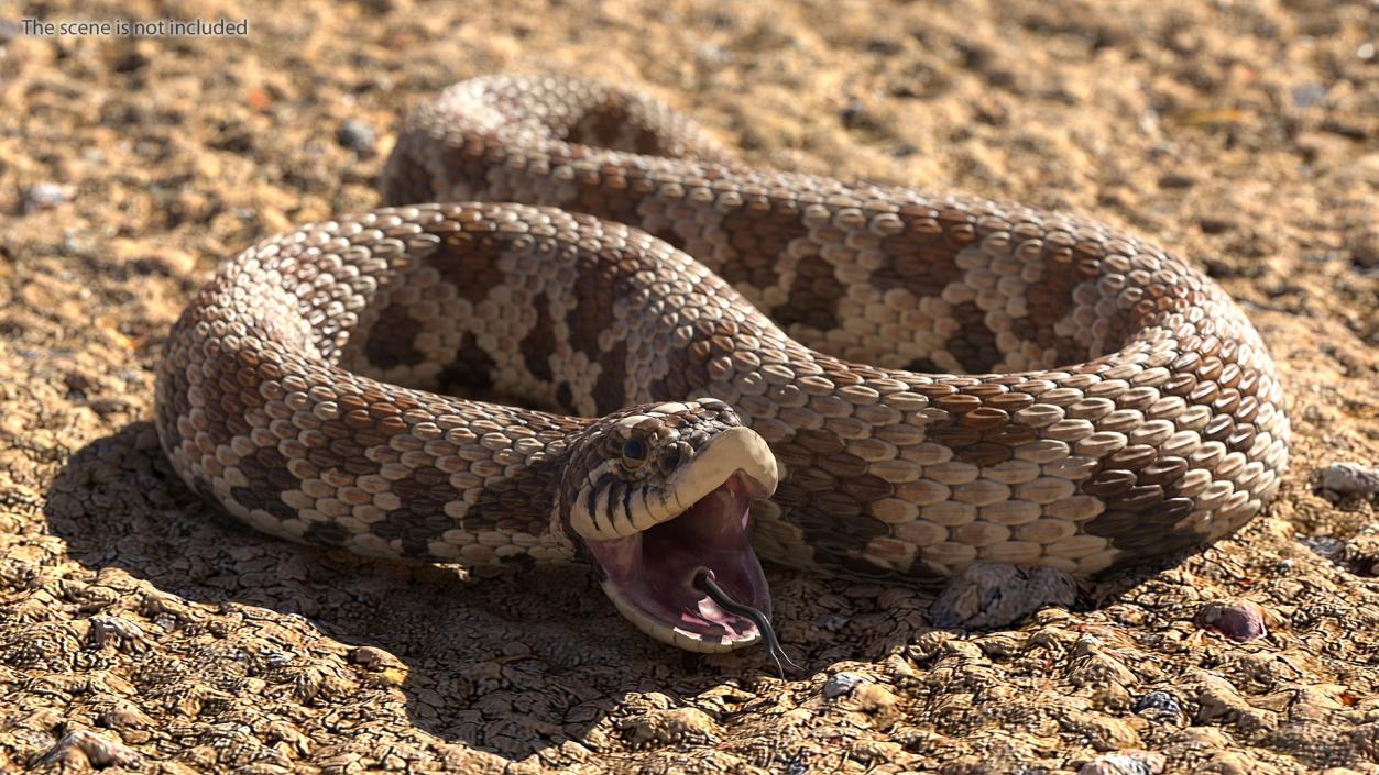 3D Brown Hognose Snake Attack Pose