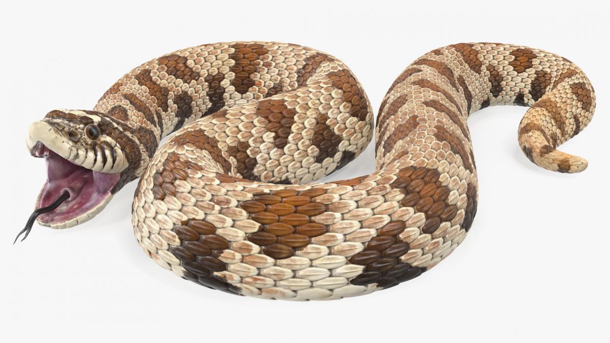 3D Brown Hognose Snake Attack Pose