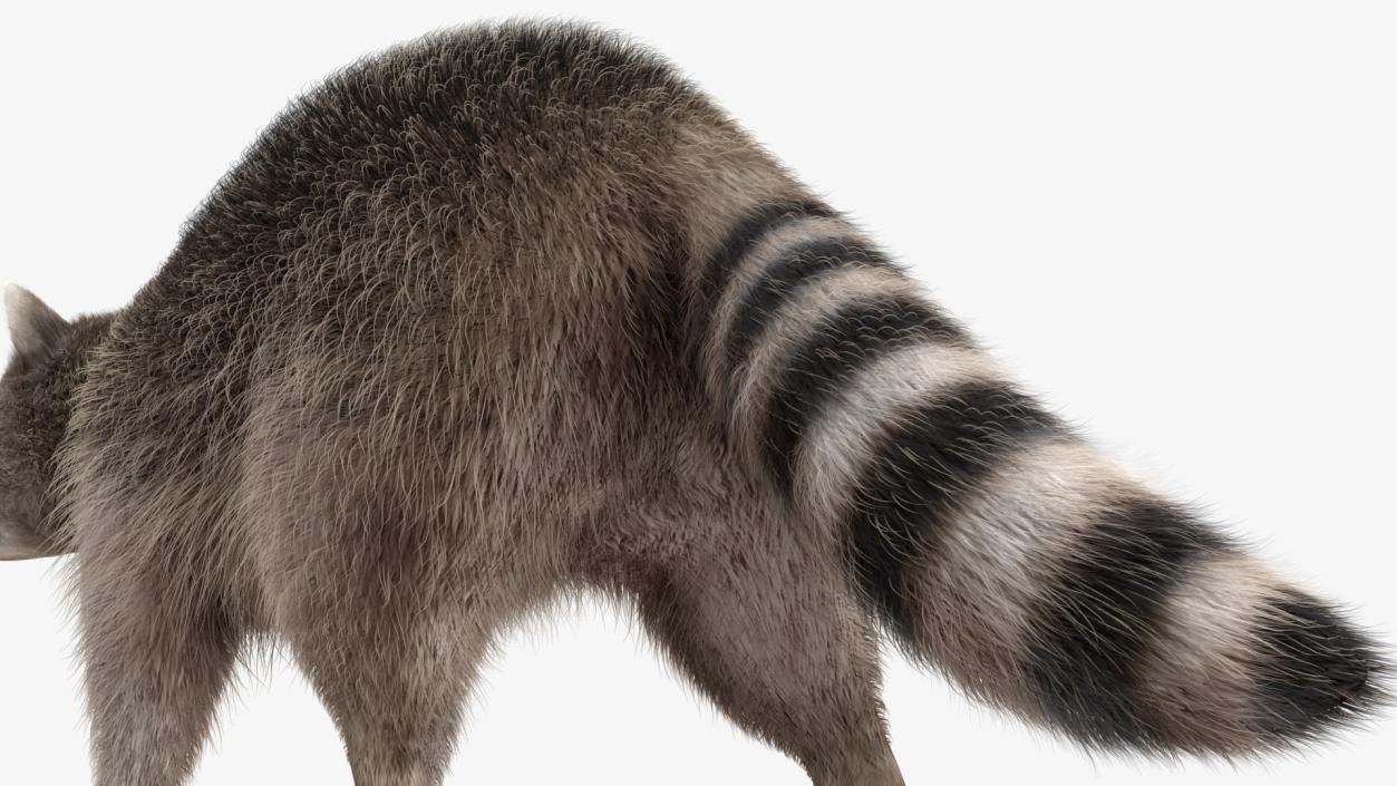 Raccoon Walking Pose Fur 3D model