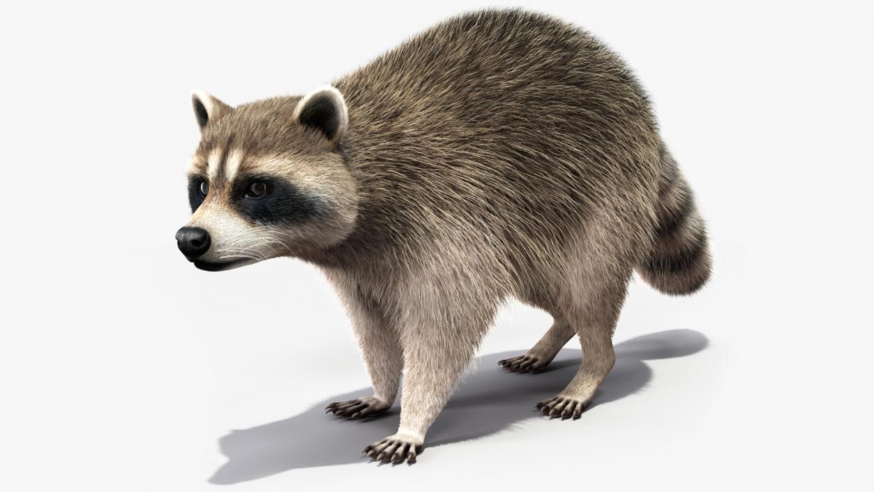 Raccoon Walking Pose Fur 3D model