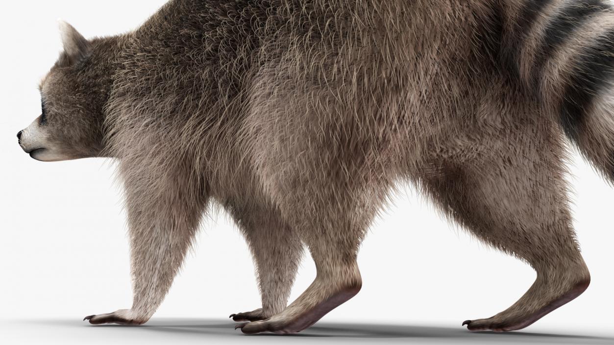 Raccoon Walking Pose Fur 3D model