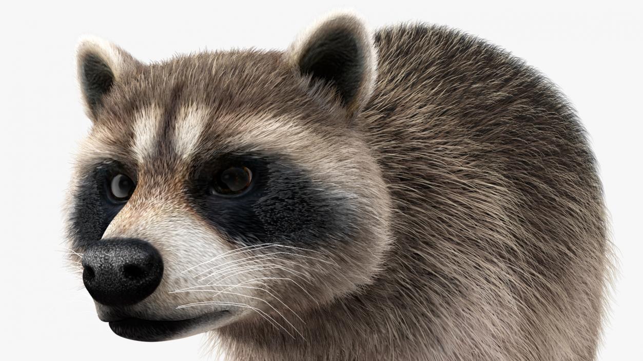 Raccoon Walking Pose Fur 3D model