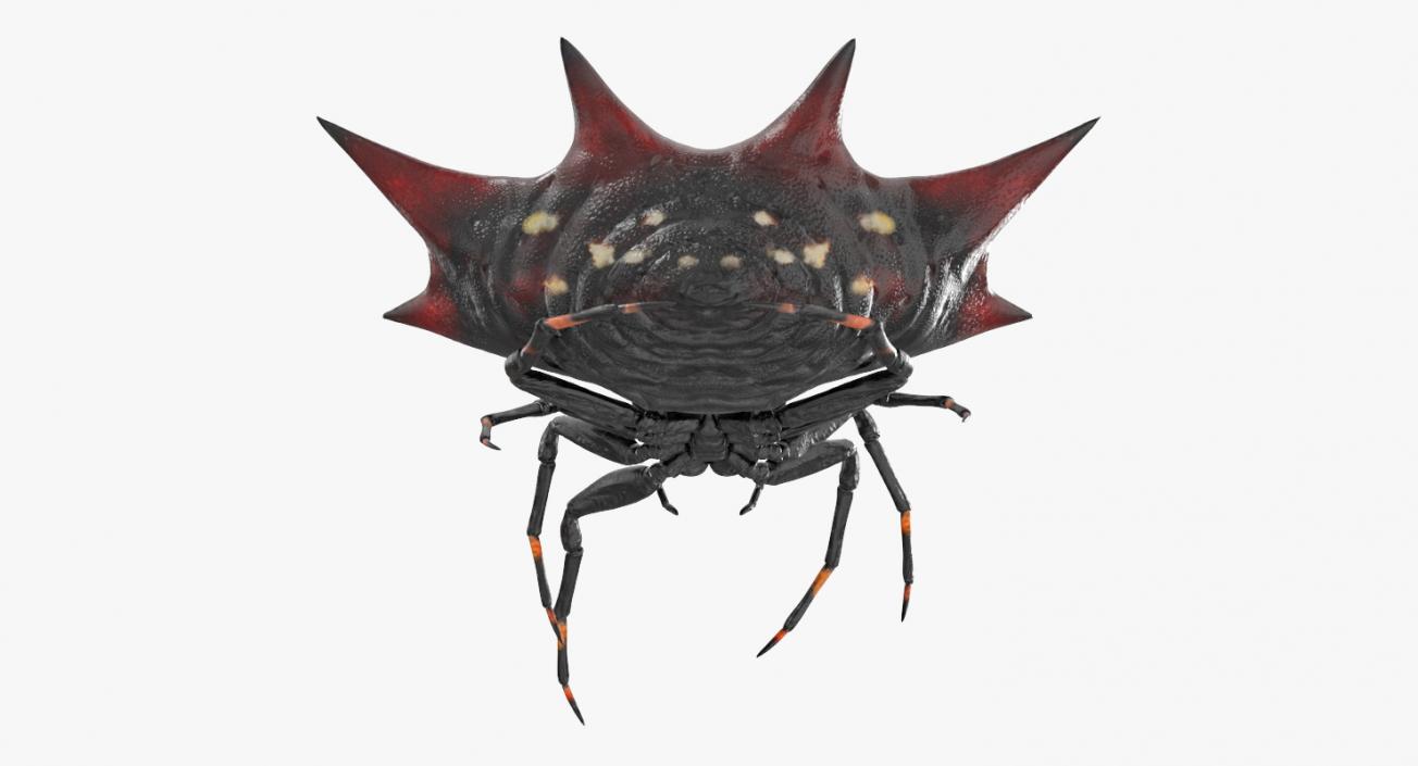 3D Gasteracantha Spider Walking Pose model