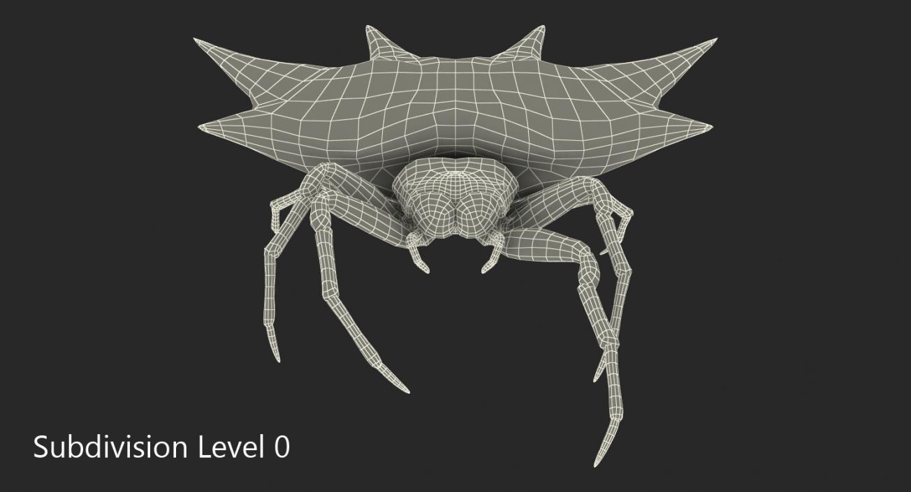 3D Gasteracantha Spider Walking Pose model