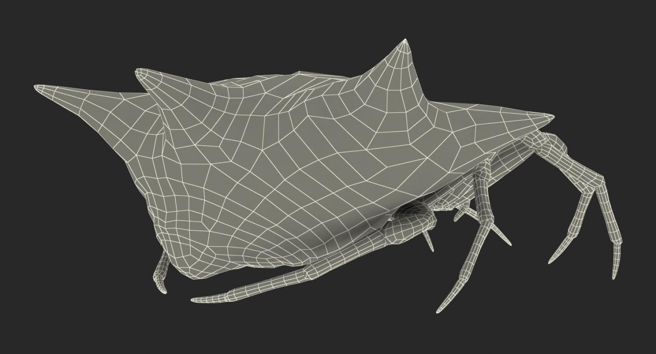 3D Gasteracantha Spider Walking Pose model