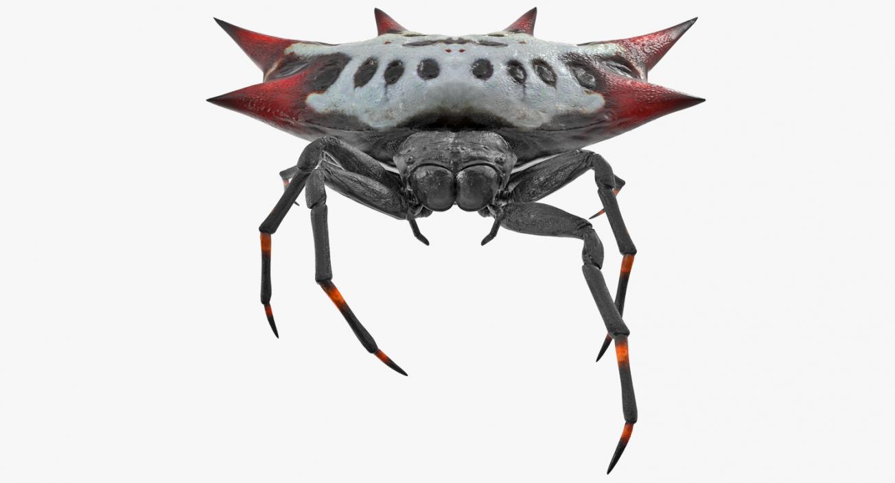 3D Gasteracantha Spider Walking Pose model