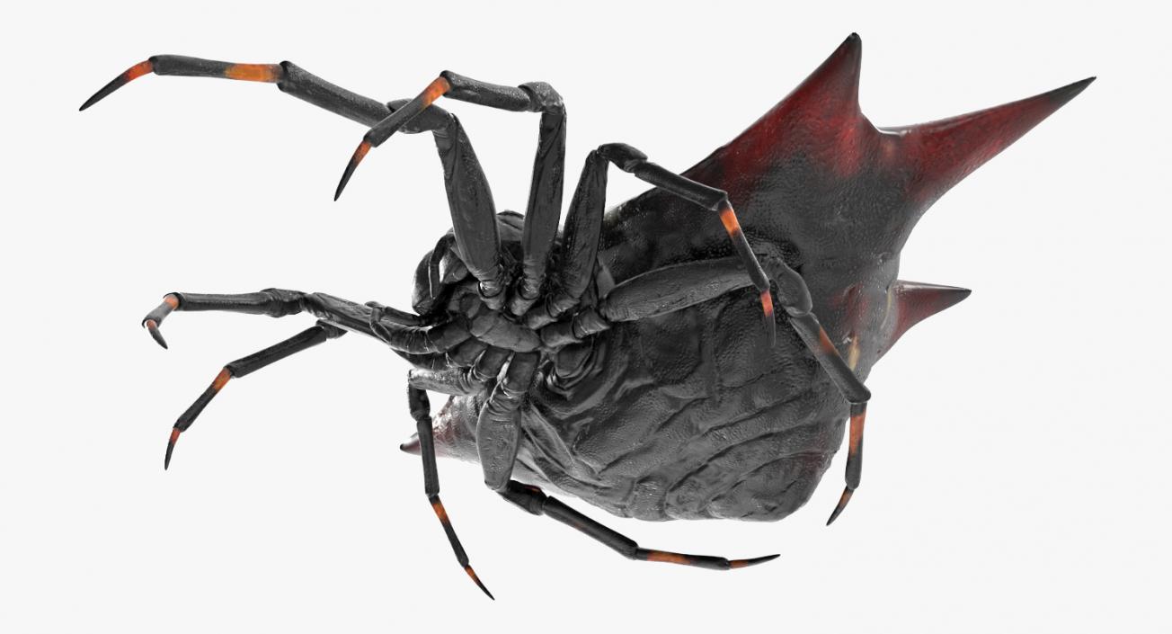 3D Gasteracantha Spider Walking Pose model