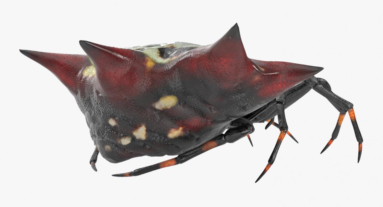 3D Gasteracantha Spider Walking Pose model