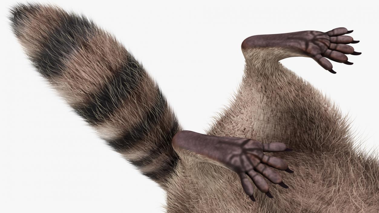 3D Raccoon Fur Rigged model