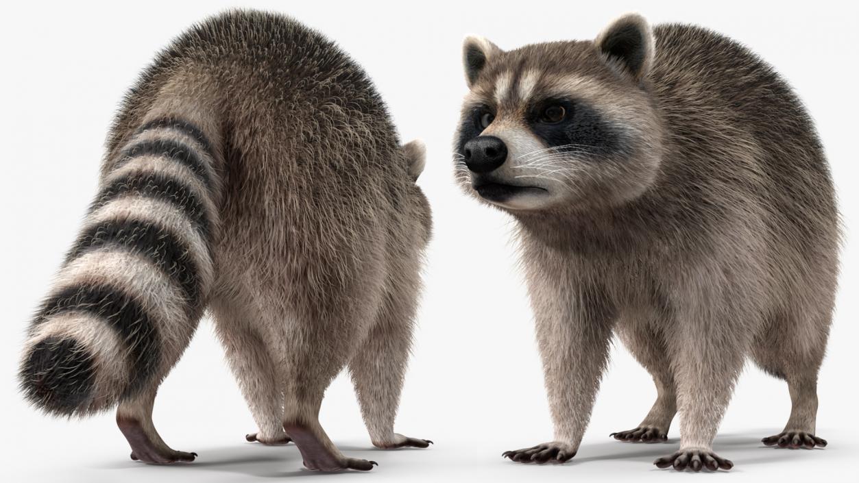 3D Raccoon Fur Rigged model