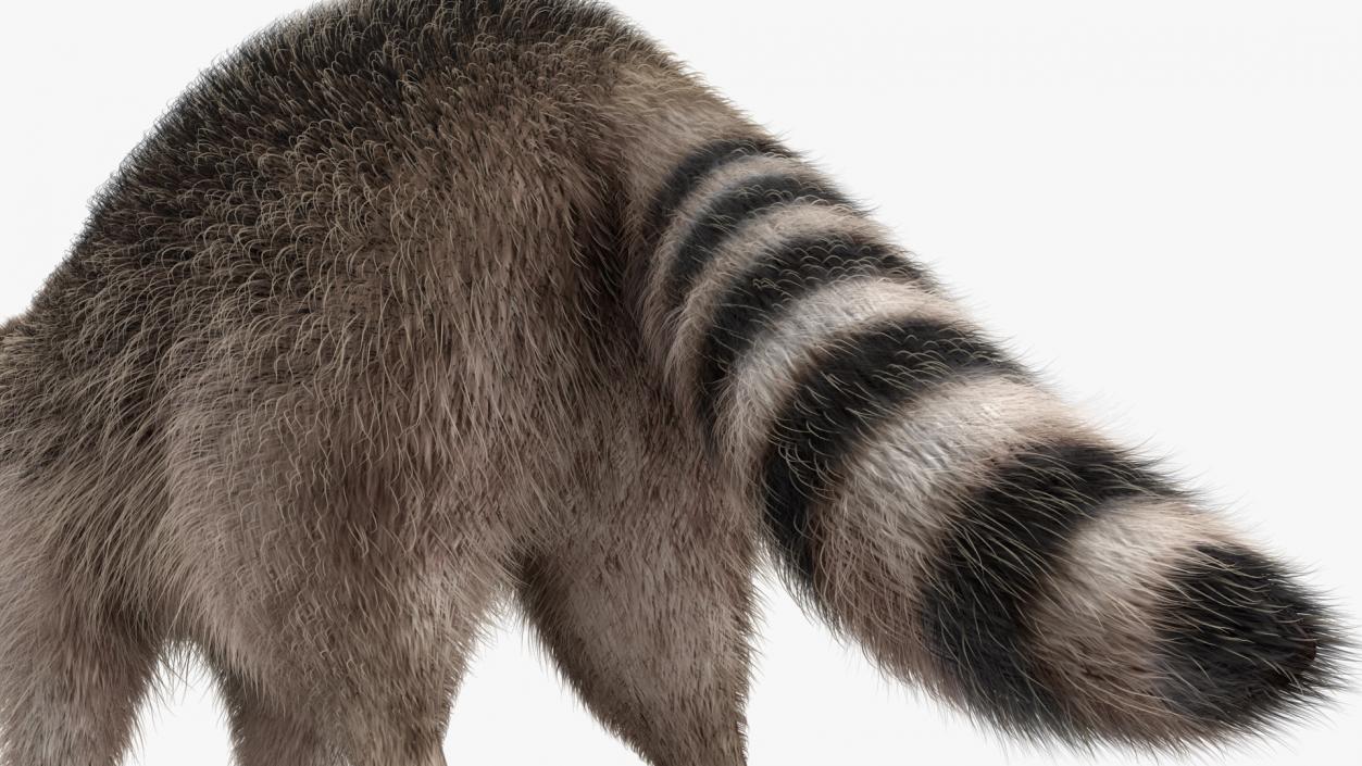 3D Raccoon Fur Rigged model