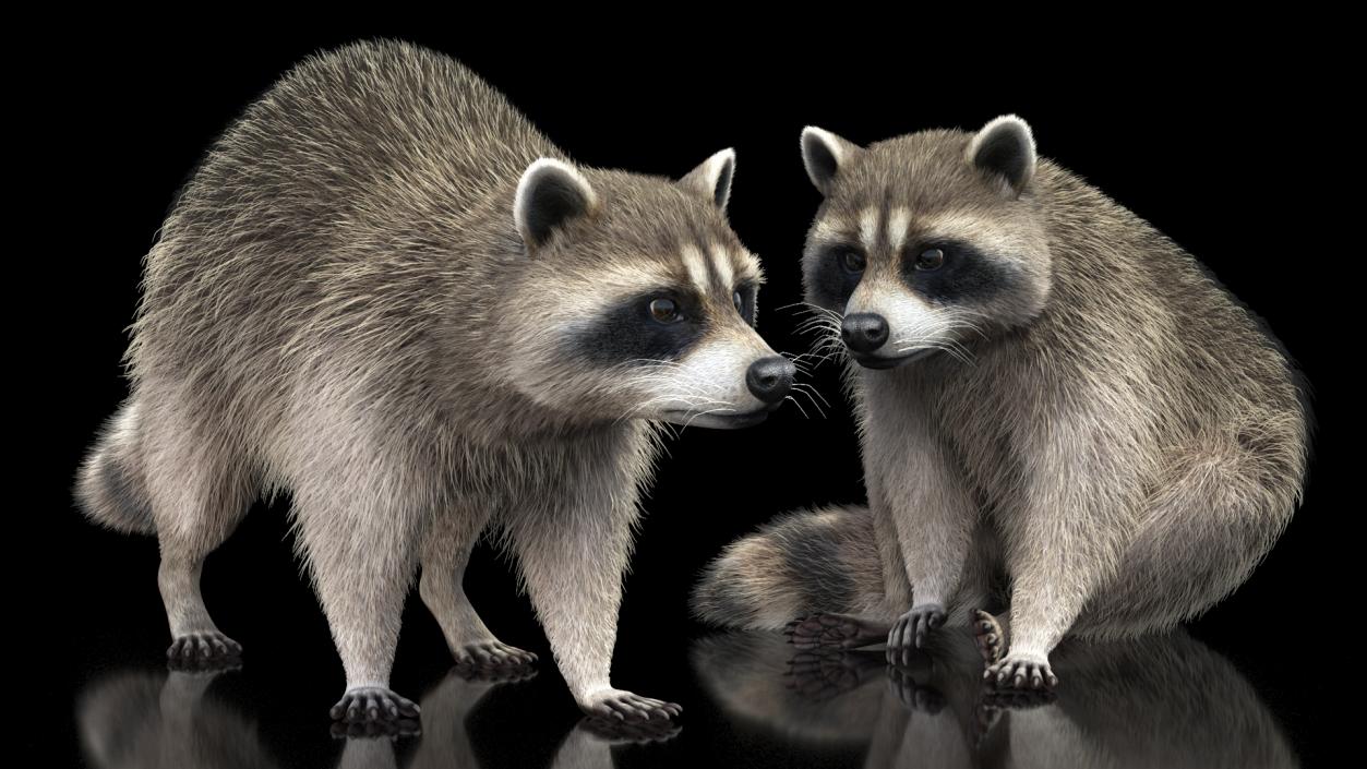 3D Raccoon Fur Rigged model