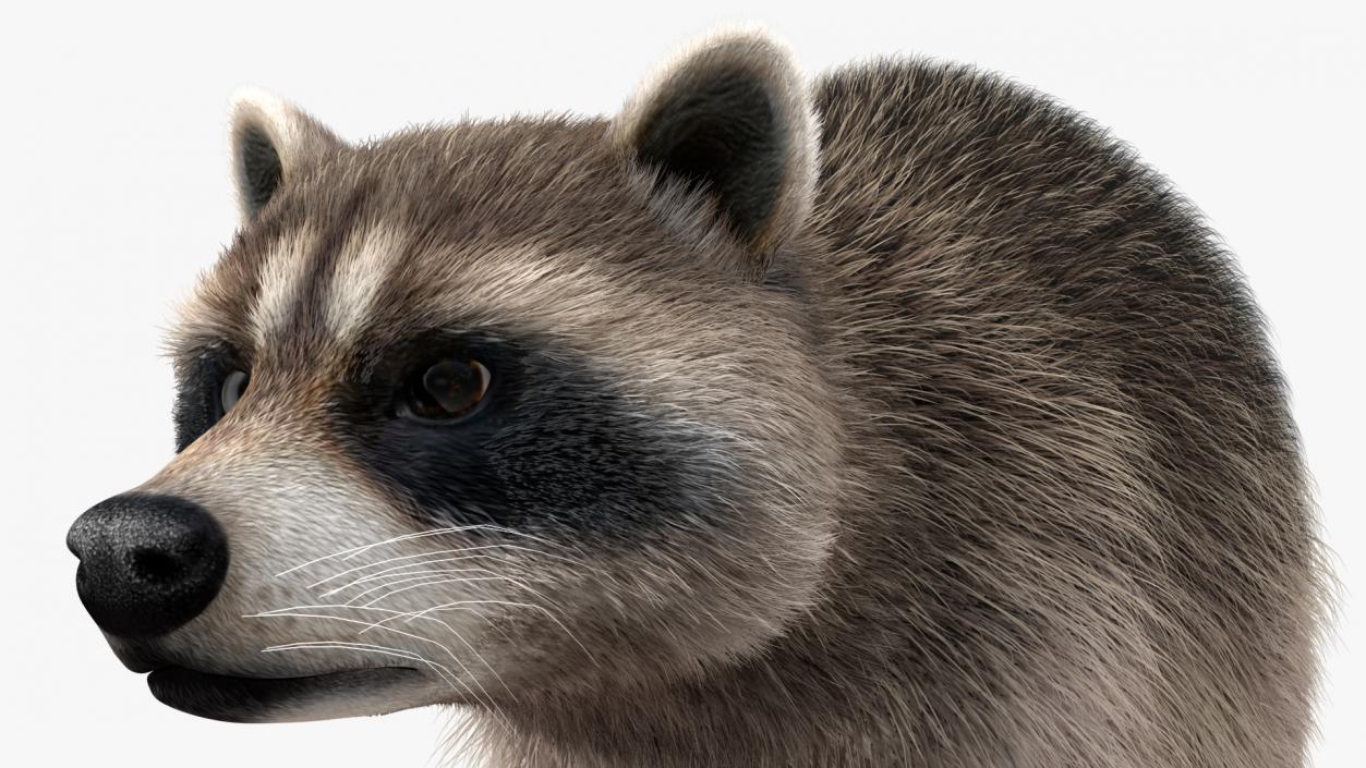 3D Raccoon Fur Rigged model