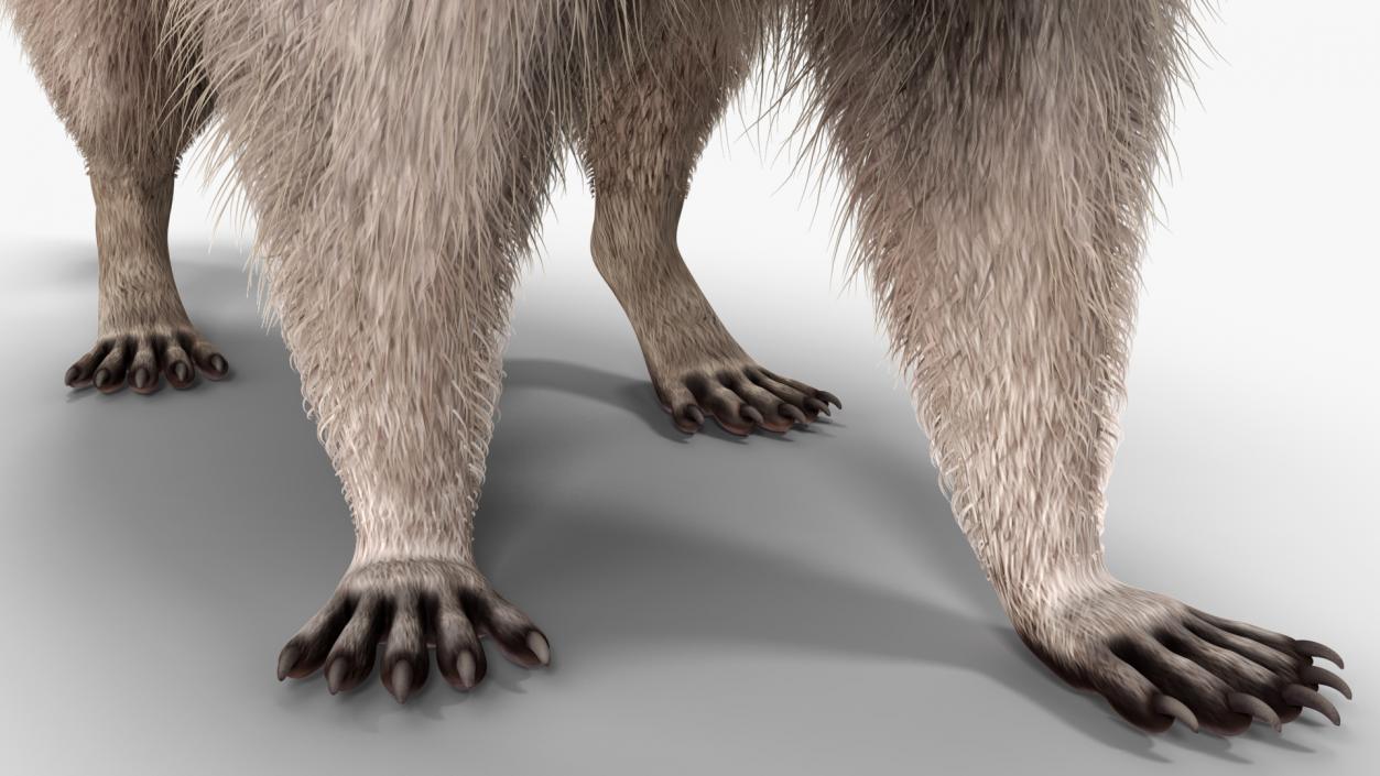 3D Raccoon Fur Rigged model