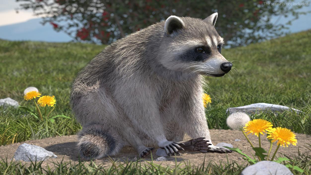 3D Raccoon Fur Rigged model