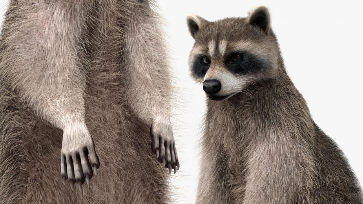 3D Raccoon Fur Rigged model