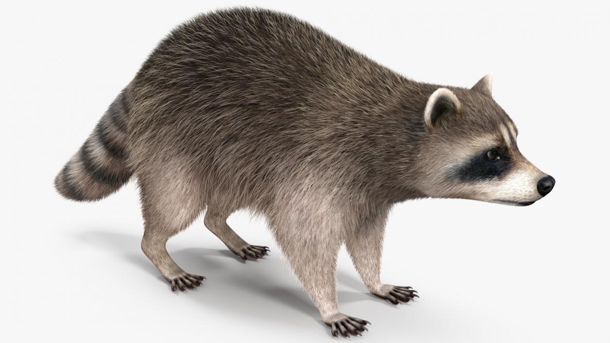 3D Raccoon Fur Rigged model