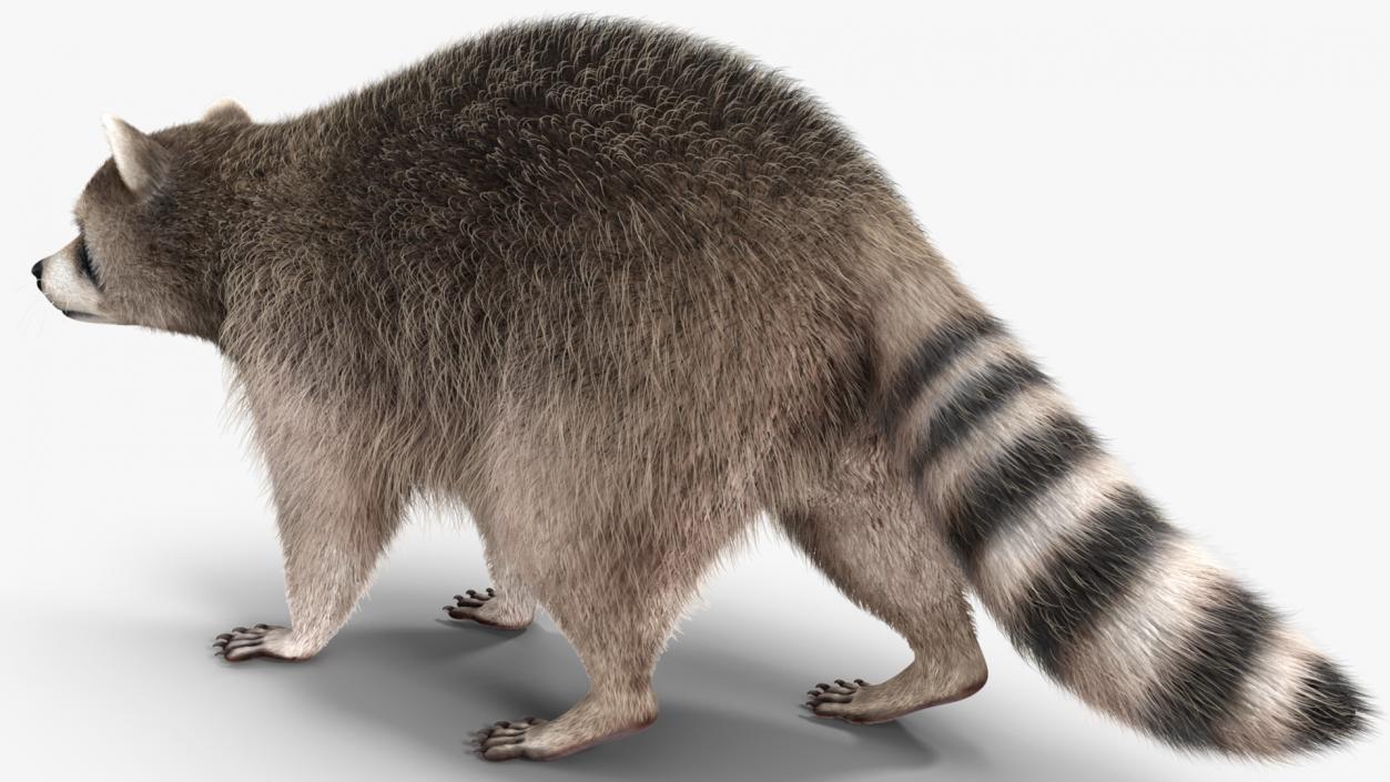 3D Raccoon Fur Rigged model