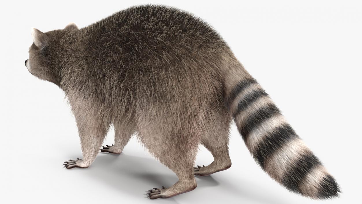 3D Raccoon Fur Rigged model