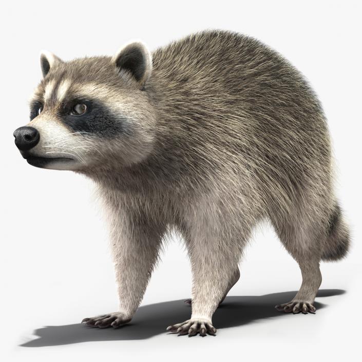 3D Raccoon Fur Rigged model