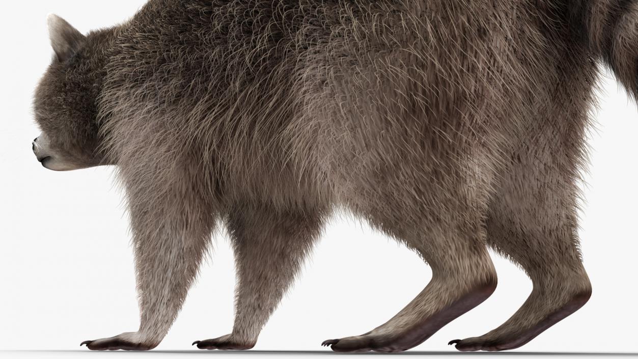 3D Raccoon Fur Rigged model