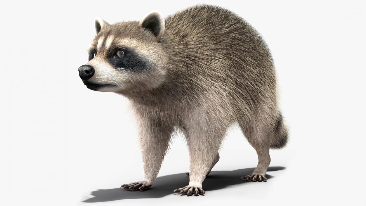 3D Raccoon Fur Rigged model