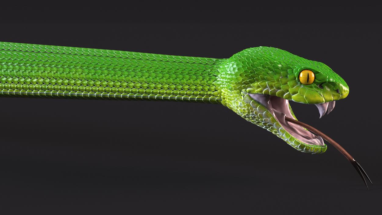 Green Trimeresurus Snake 3D model