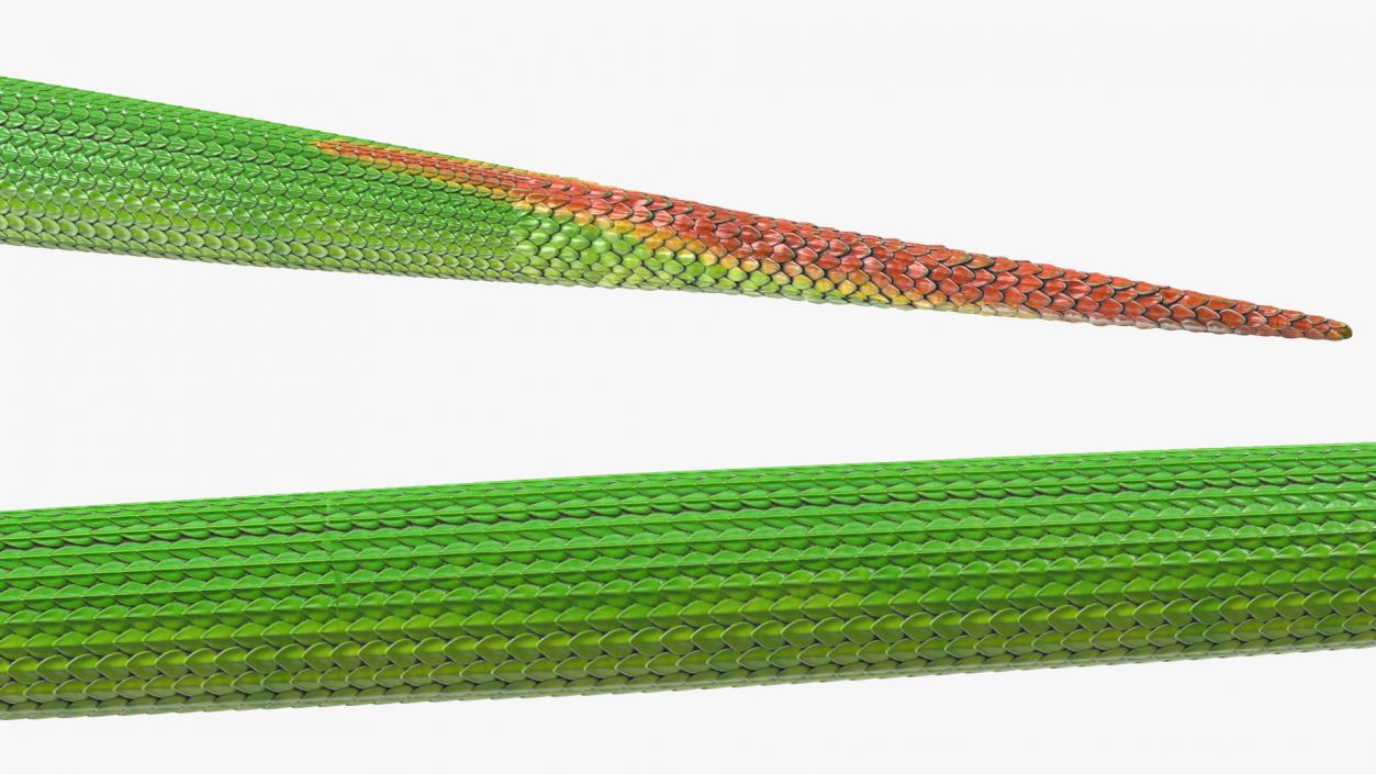 Green Trimeresurus Snake 3D model