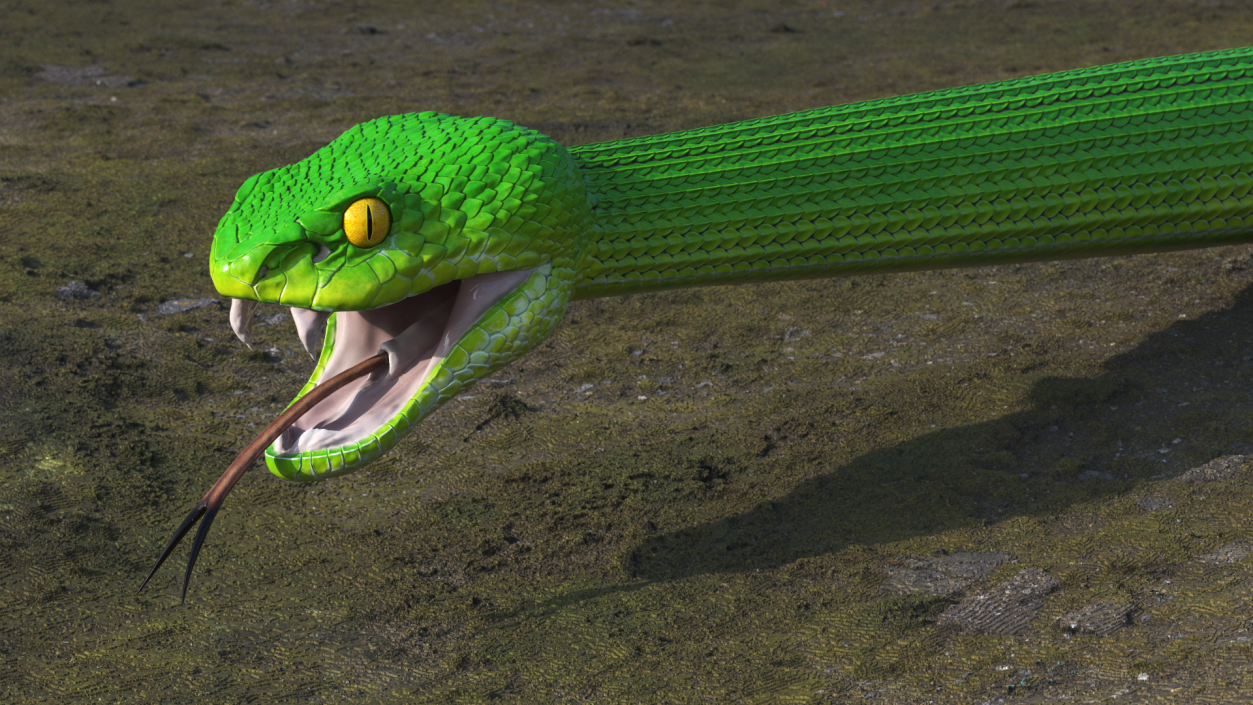 Green Trimeresurus Snake 3D model