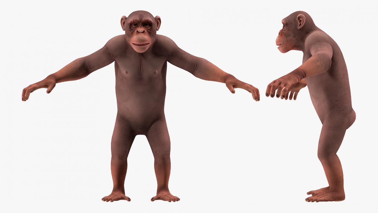 3D Light Chimpanzee