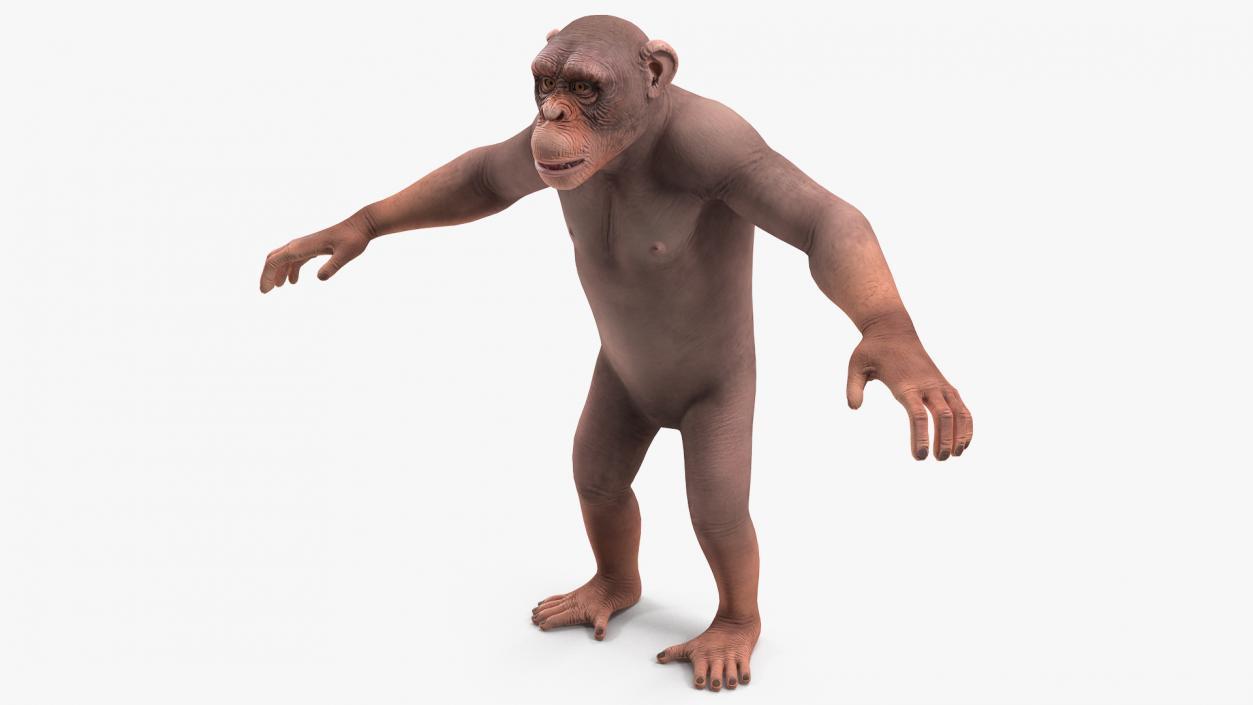 3D Light Chimpanzee